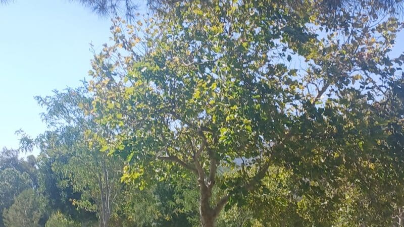 Encanto Park - Duarte, CA