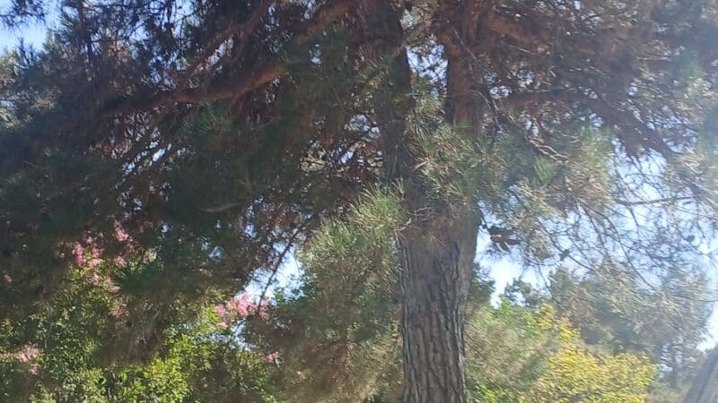 Encanto Park - Duarte, CA