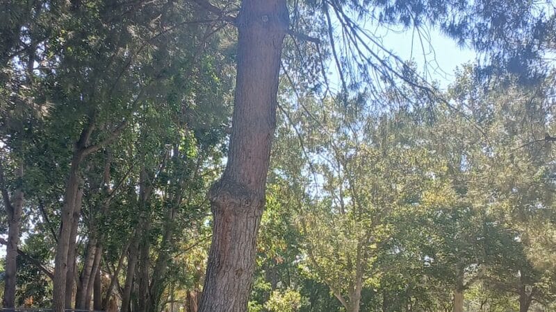 Glenn Miller Park - Duarte, CA