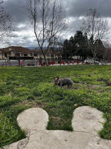 Dougherty Hills Dog Park