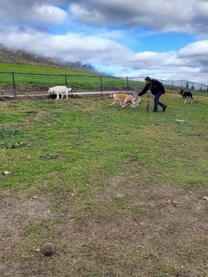 Dougherty Hills Dog Park