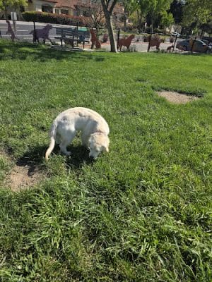 Dougherty Hills Dog Park