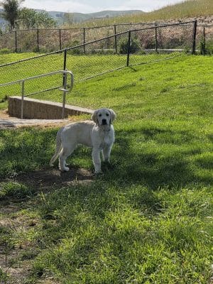 Dougherty Hills Dog Park