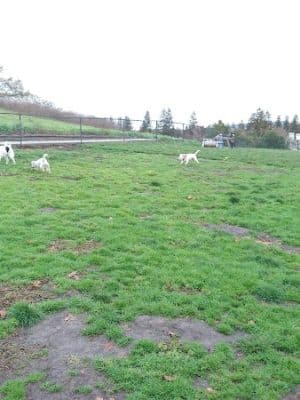 Dougherty Hills Dog Park