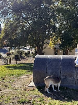 Dougherty Hills Dog Park