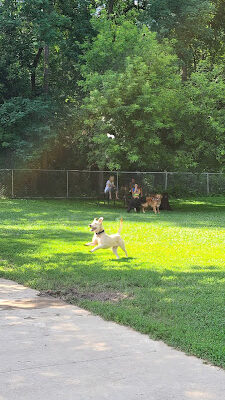 Pet Park