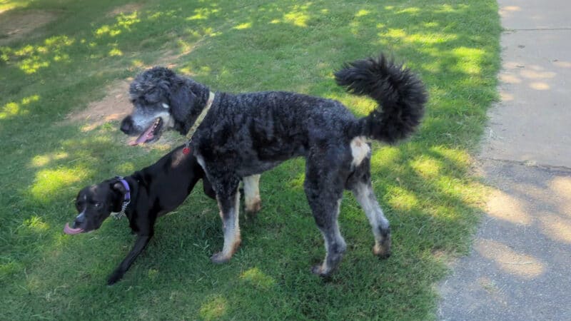 Chattapoochee Dog Park - Duluth, GA