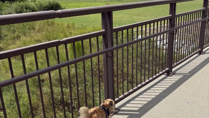 Chattapoochee Dog Park - Duluth, GA
