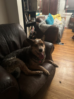 Clear Creek County Animal Shelter (Charlie's Place)