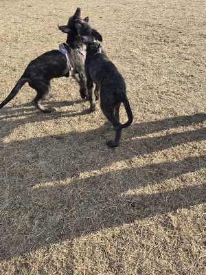 Dundas Dog Park