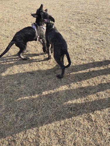 Dundas Dog Park