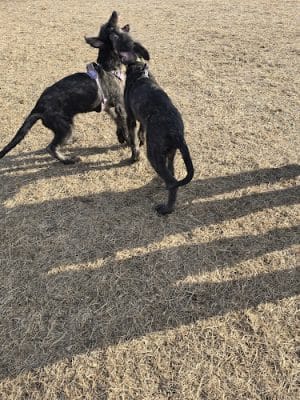 Dundas Dog Park