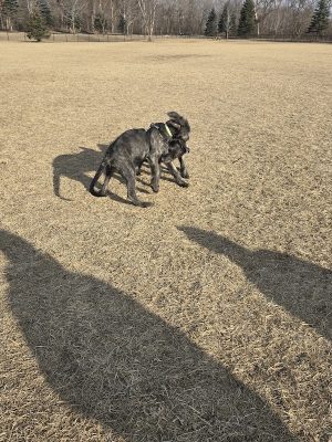 Dundas Dog Park