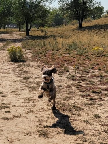 Durango Off Leash Dog Park - Durango, CO