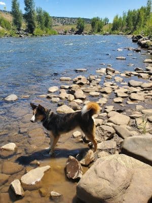 Durango Off Leash Dog Park - Durango, CO