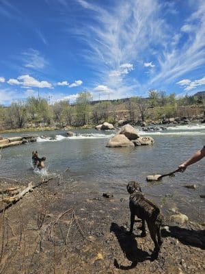 Durango Off Leash Dog Park - Durango, CO