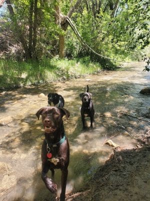 Durango Off Leash Dog Park - Durango, CO