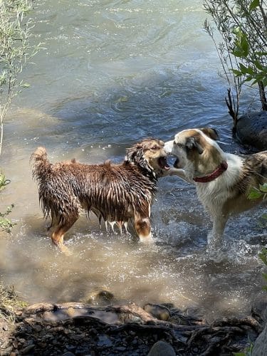 Durango Off Leash Dog Park - Durango, CO
