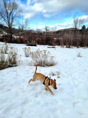 Durango Off Leash Dog Park - Durango, CO