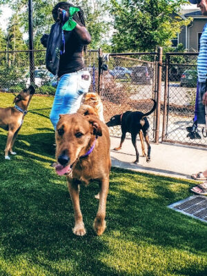 Artisan at Brightleaf Dog Park (Private)