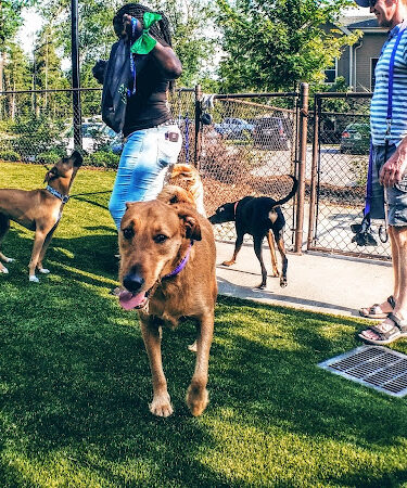 Artisan at Brightleaf Dog Park (Private)