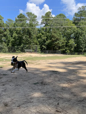Piney Wood Dog Park