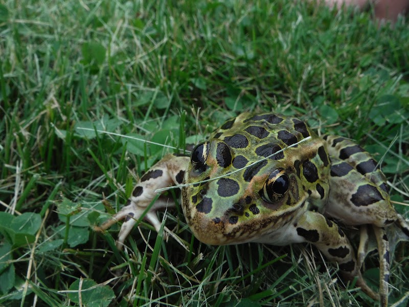 Eagle Lake Dog Park - Eagle Lake, MN