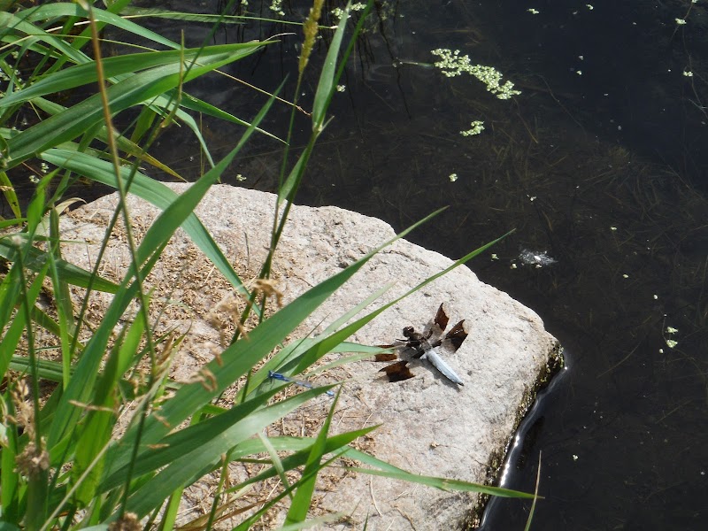 Eagle Lake Dog Park - Eagle Lake, MN