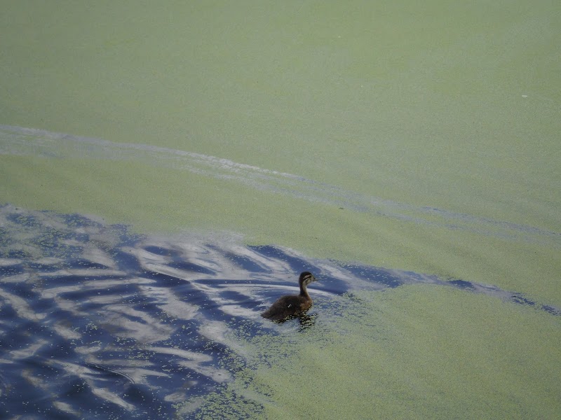 Eagle Lake Dog Park - Eagle Lake, MN