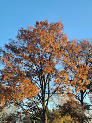 West Norriton Twp Recreation