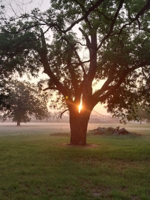 Early Town Center Walking Trails