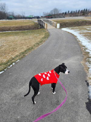 East China Dog Park