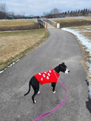 East China Dog Park