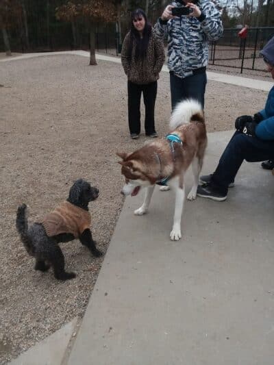 Town of Falmouth Dog Park - East Falmouth,
