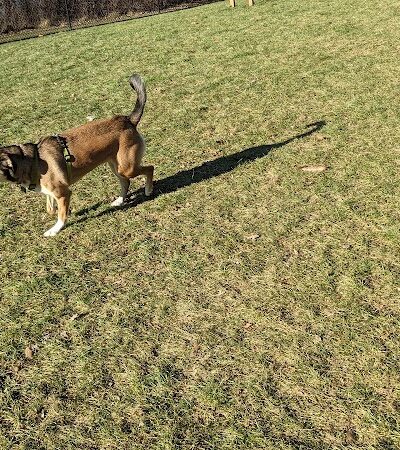 Meridian Dog Park (Small Dogs) - East Lansing, MI