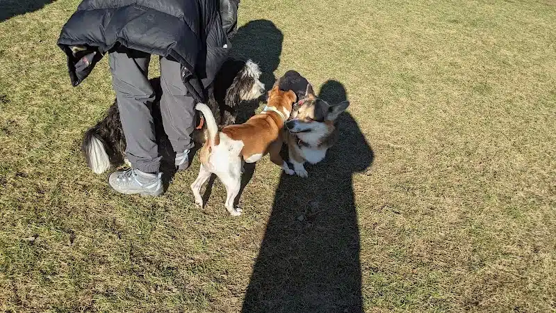 Meridian Dog Park (Small Dogs) - East Lansing, MI