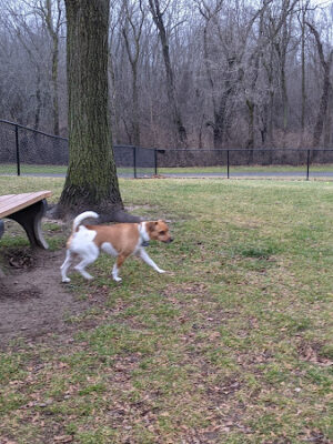 Meridian Dog Park (Small Dogs)
