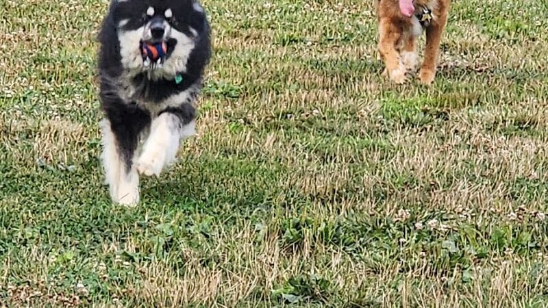 Northern Tail Dog Park - East Lansing,