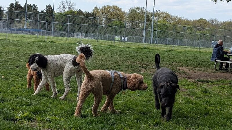 Northern Tail Dog Park - East Lansing,