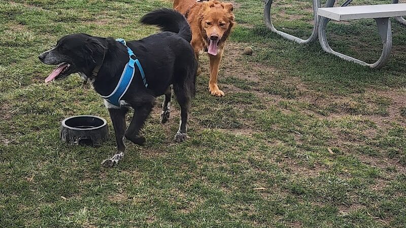Northern Tail Dog Park - East Lansing,