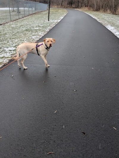 Northern Tail Dog Park - East Lansing,