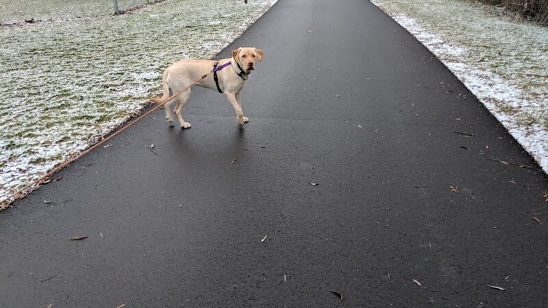 Northern Tail Dog Park - East Lansing,