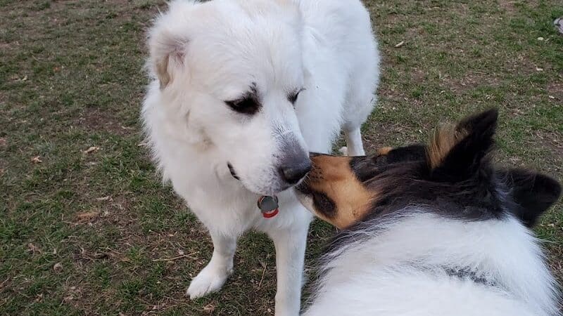 Northern Tail Dog Park - East Lansing,