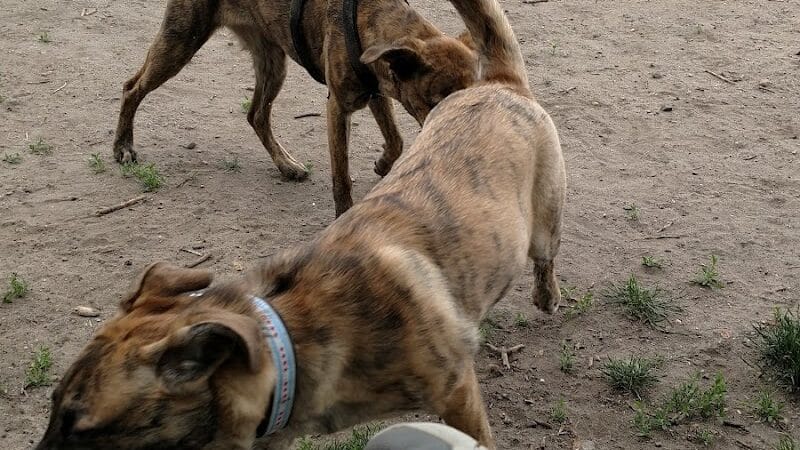 Northern Tail Dog Park - East Lansing,