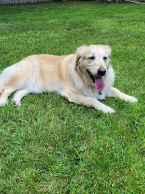 Huntington Shelter & Adoption