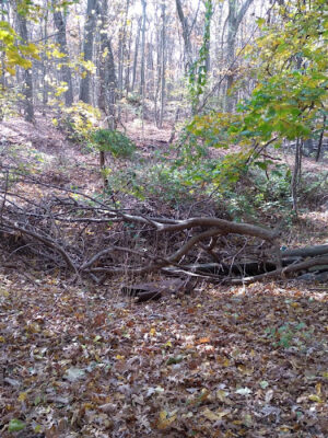 Knolls Park