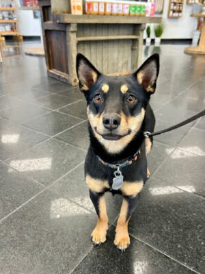 The K9 Shop