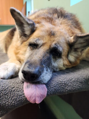 Veterinary Center of East Northport