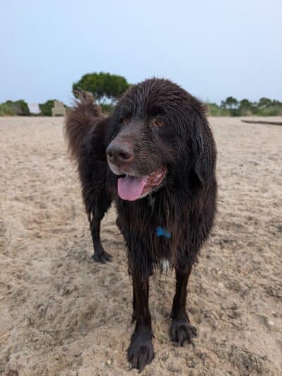 Mud Creek Dog Park - East Patchogue, NY