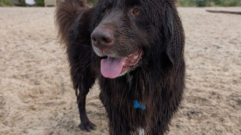 Mud Creek Dog Park - East Patchogue, NY